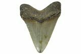 Serrated, Juvenile Megalodon Tooth - North Carolina #363682-1